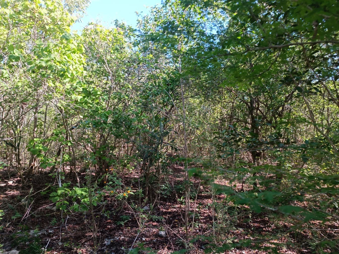 image-6