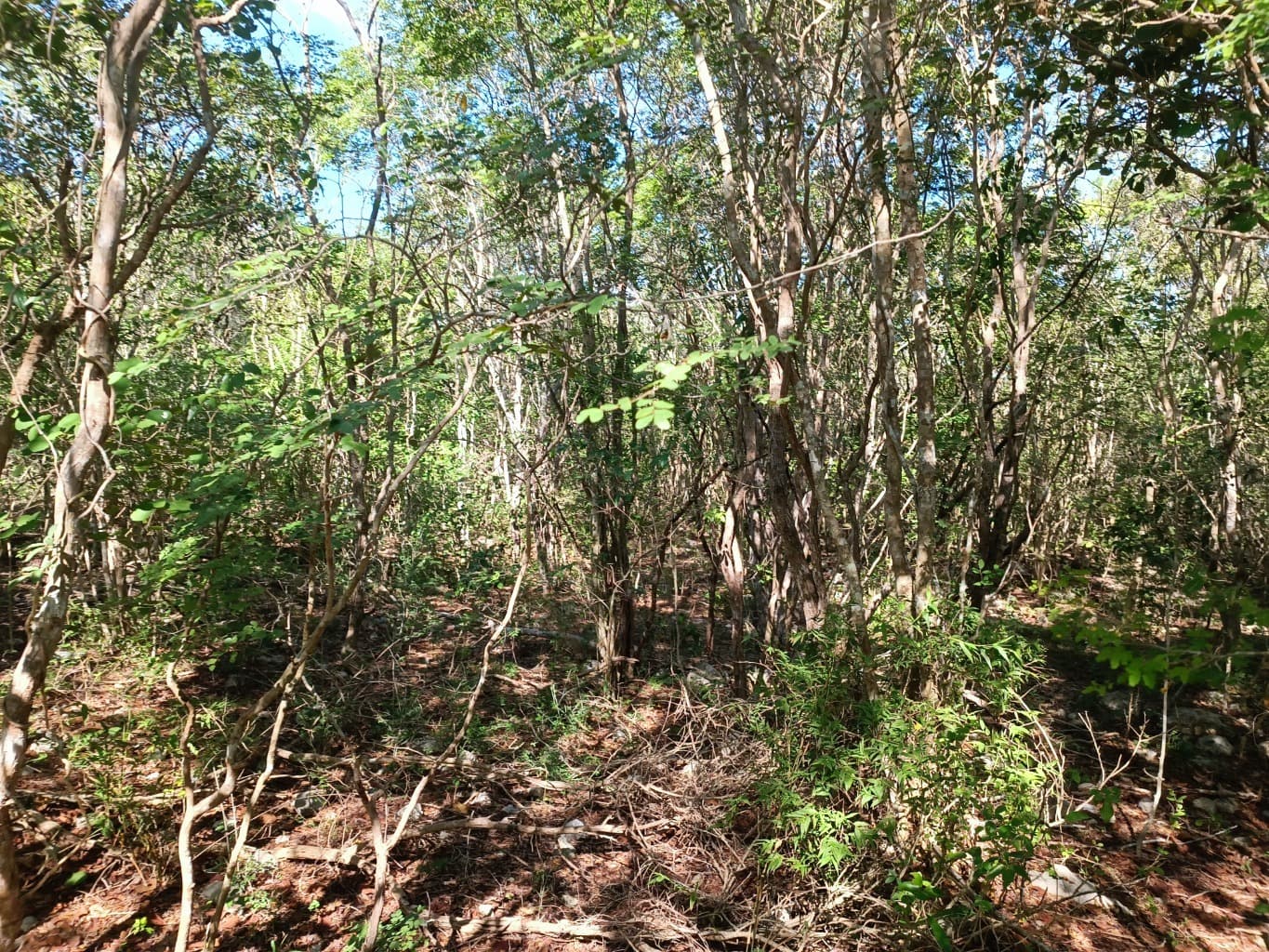 image-7