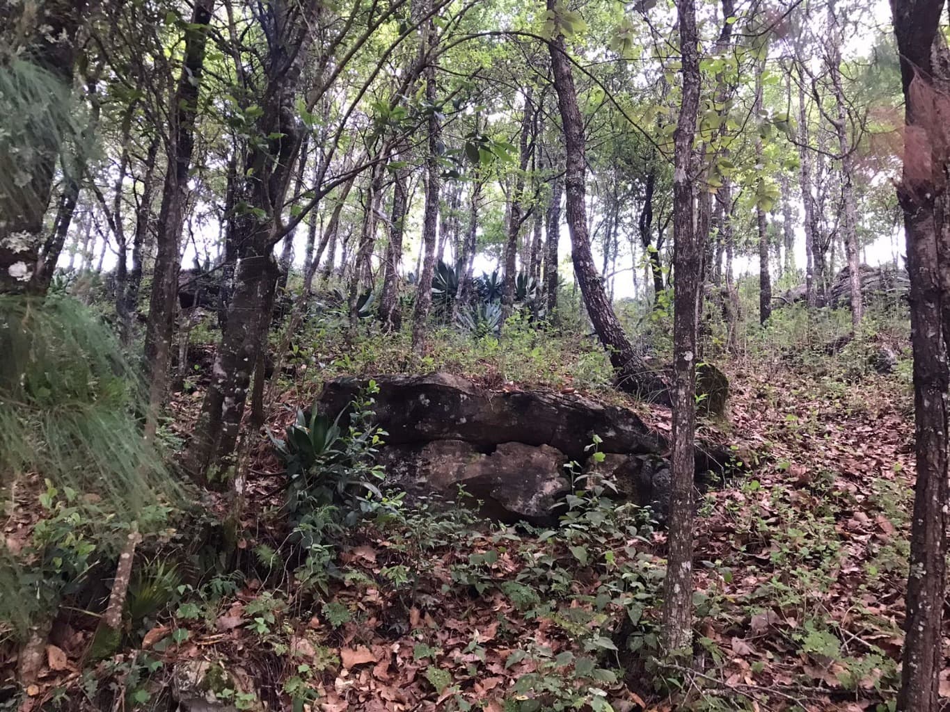 image-2