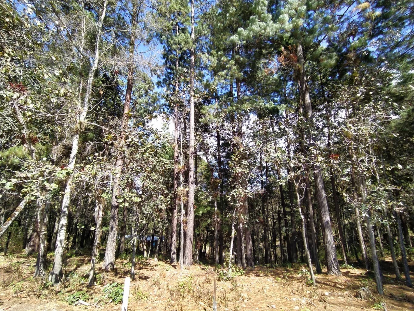 image-0