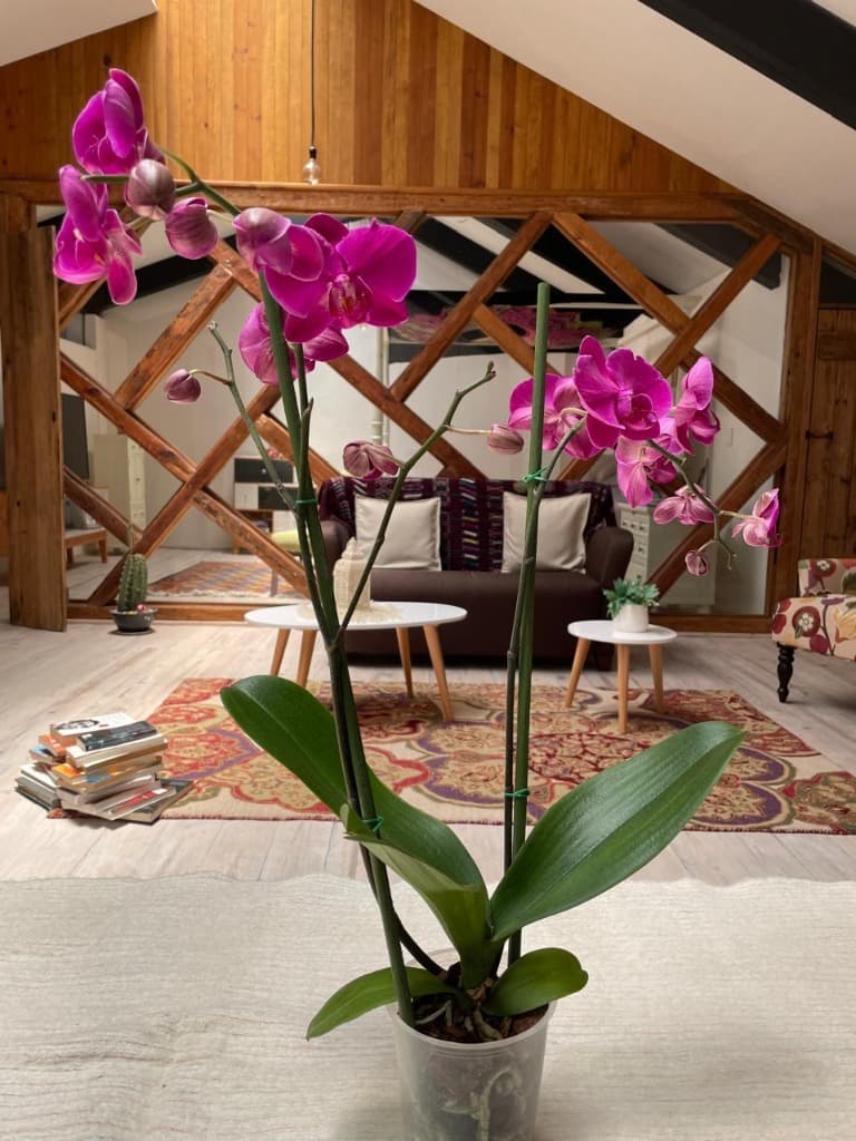 image-19