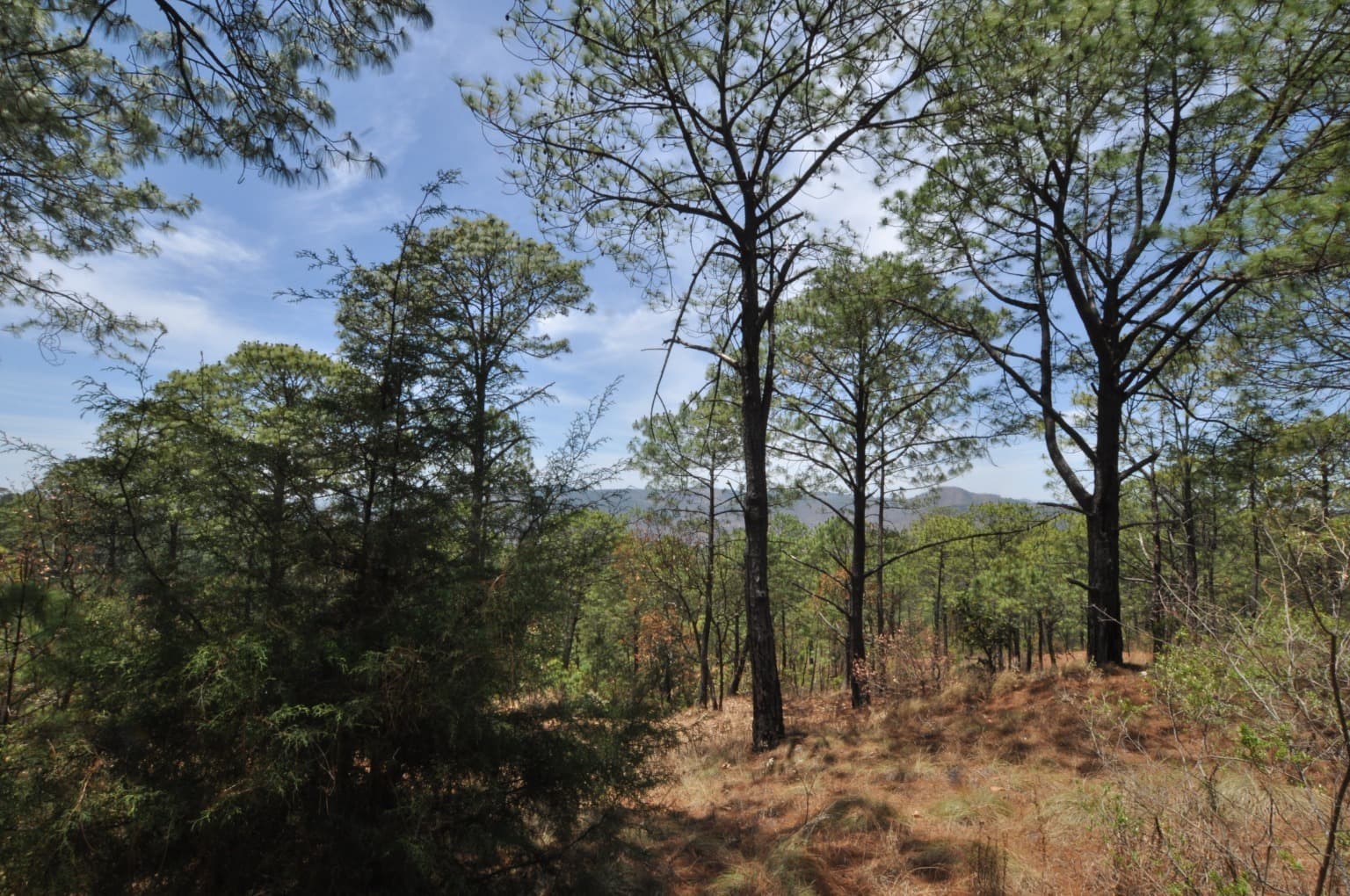 image-7
