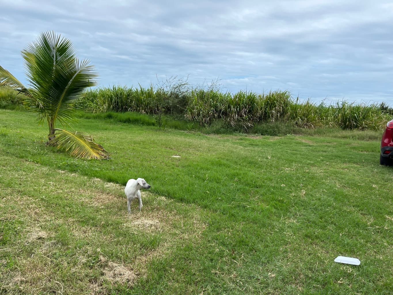 image-4