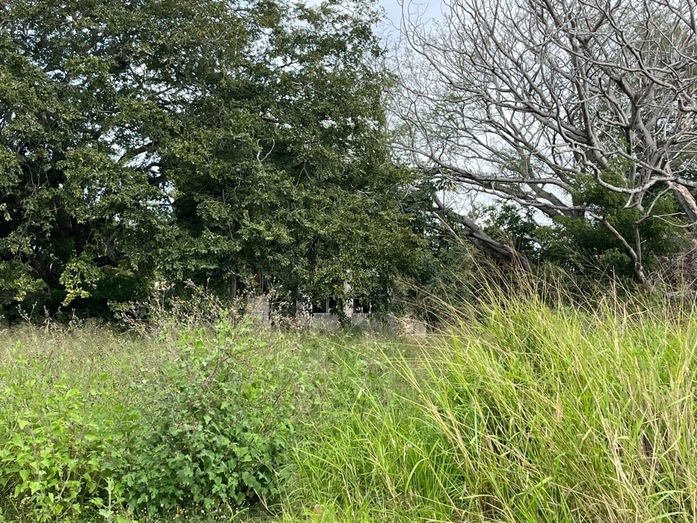 image-0