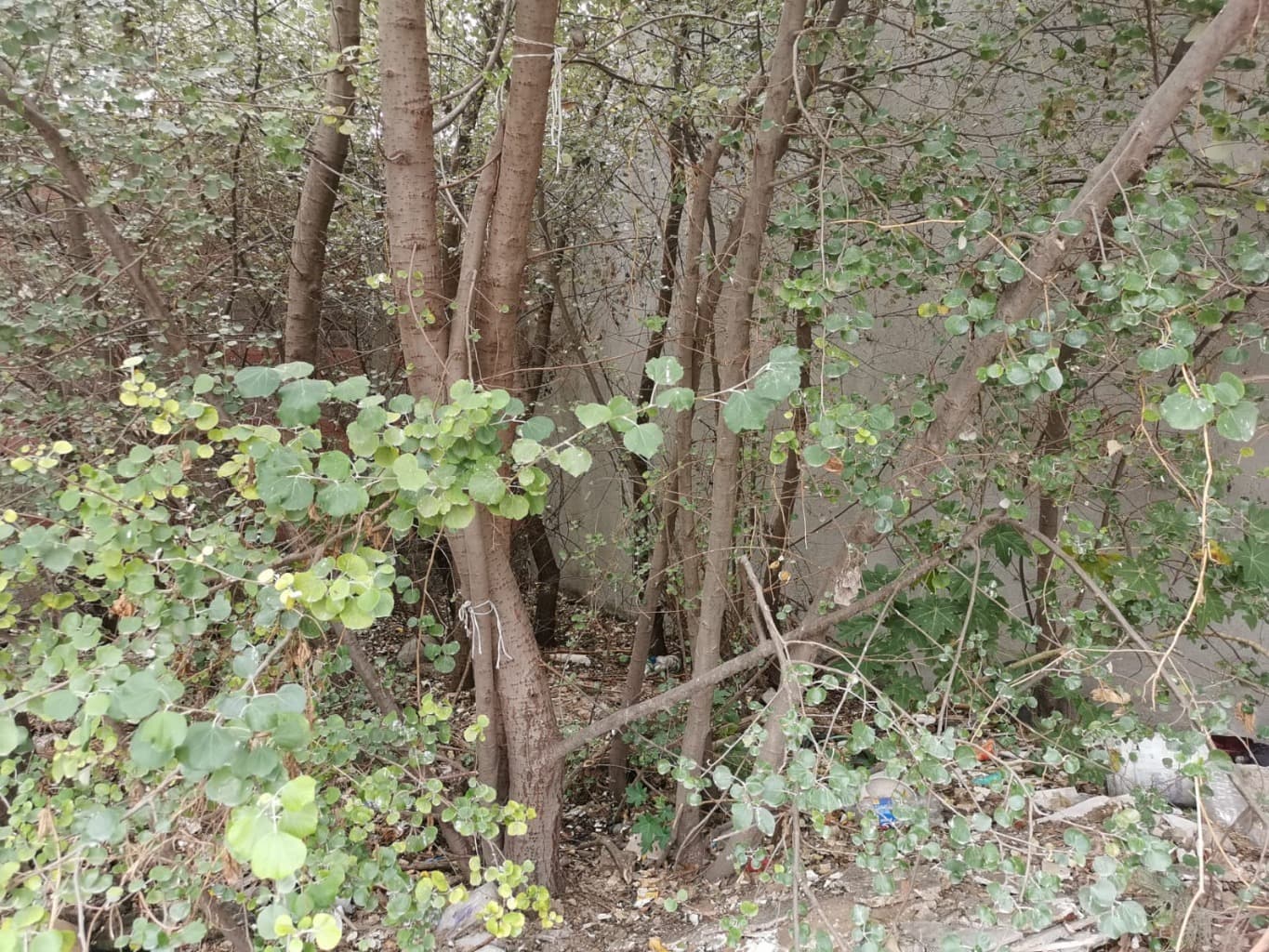 image-5