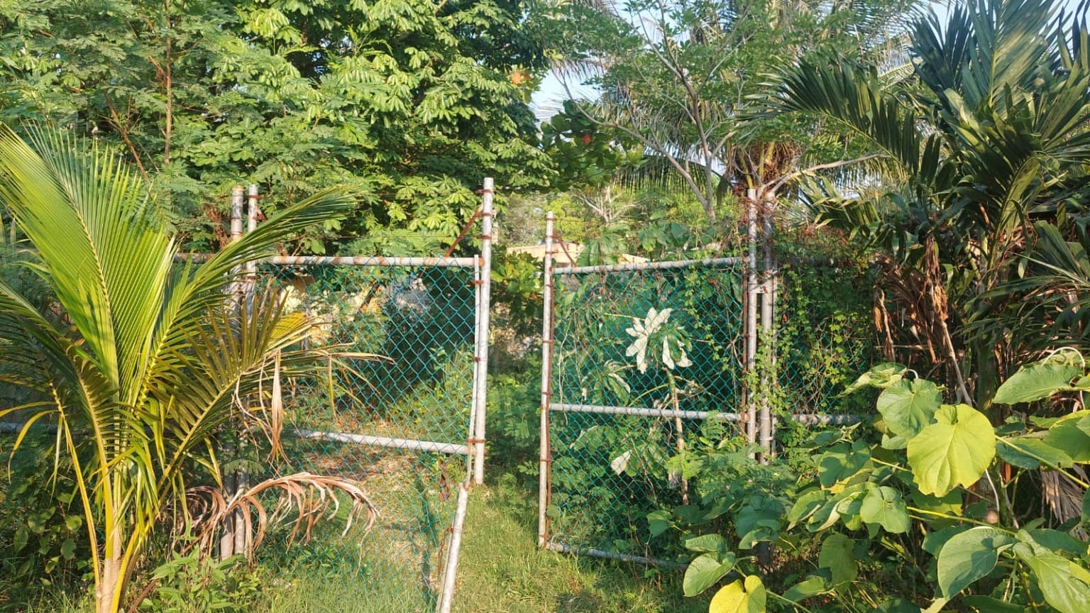 image-0