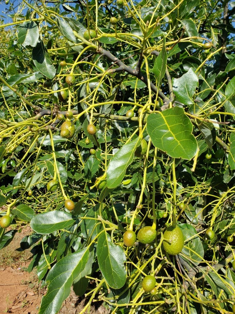 image-1