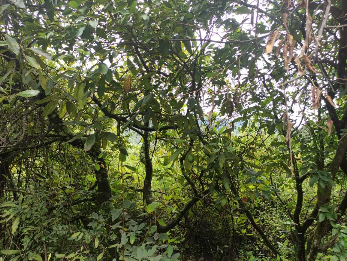 image-7