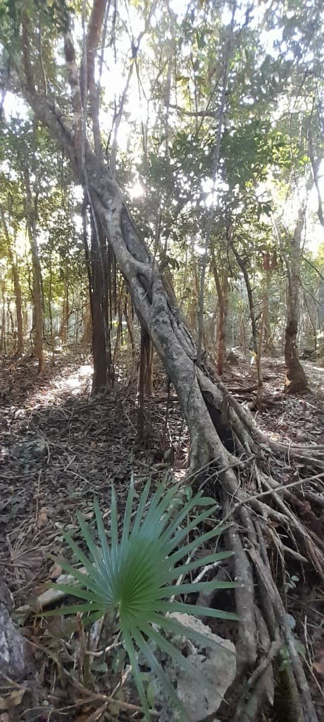 image-4