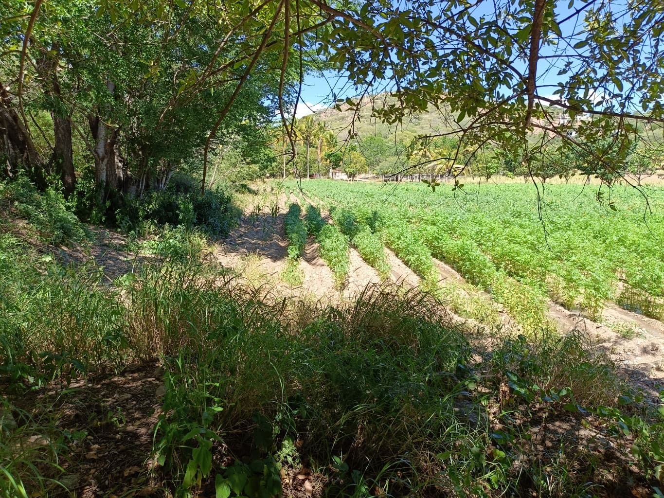 image-5