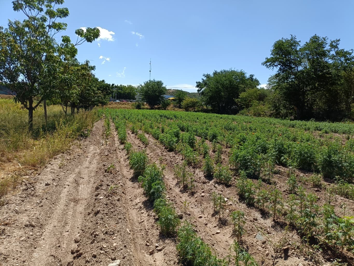 image-11
