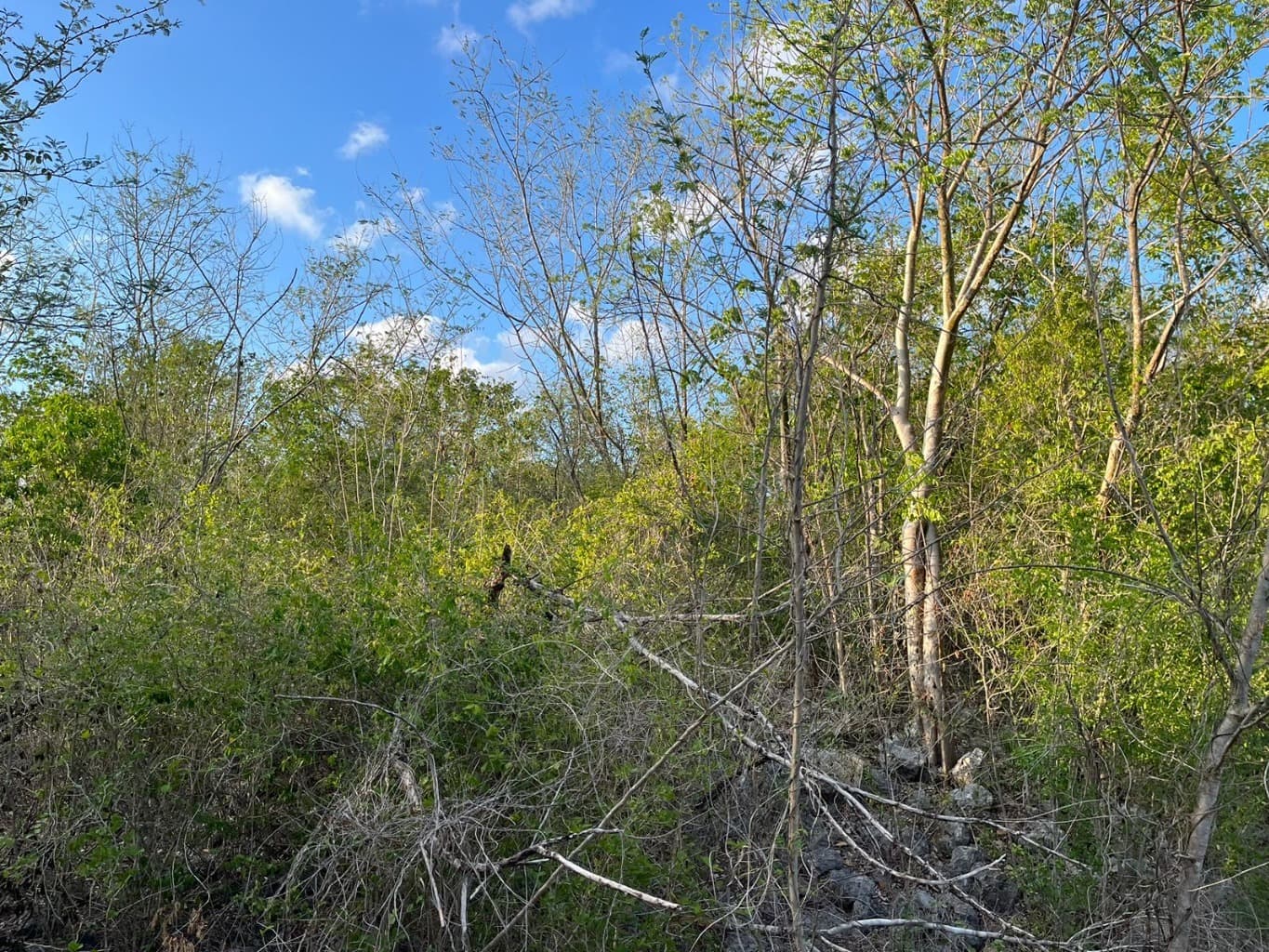 image-4