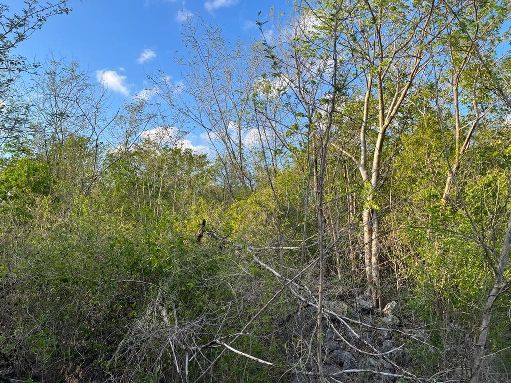 image-9