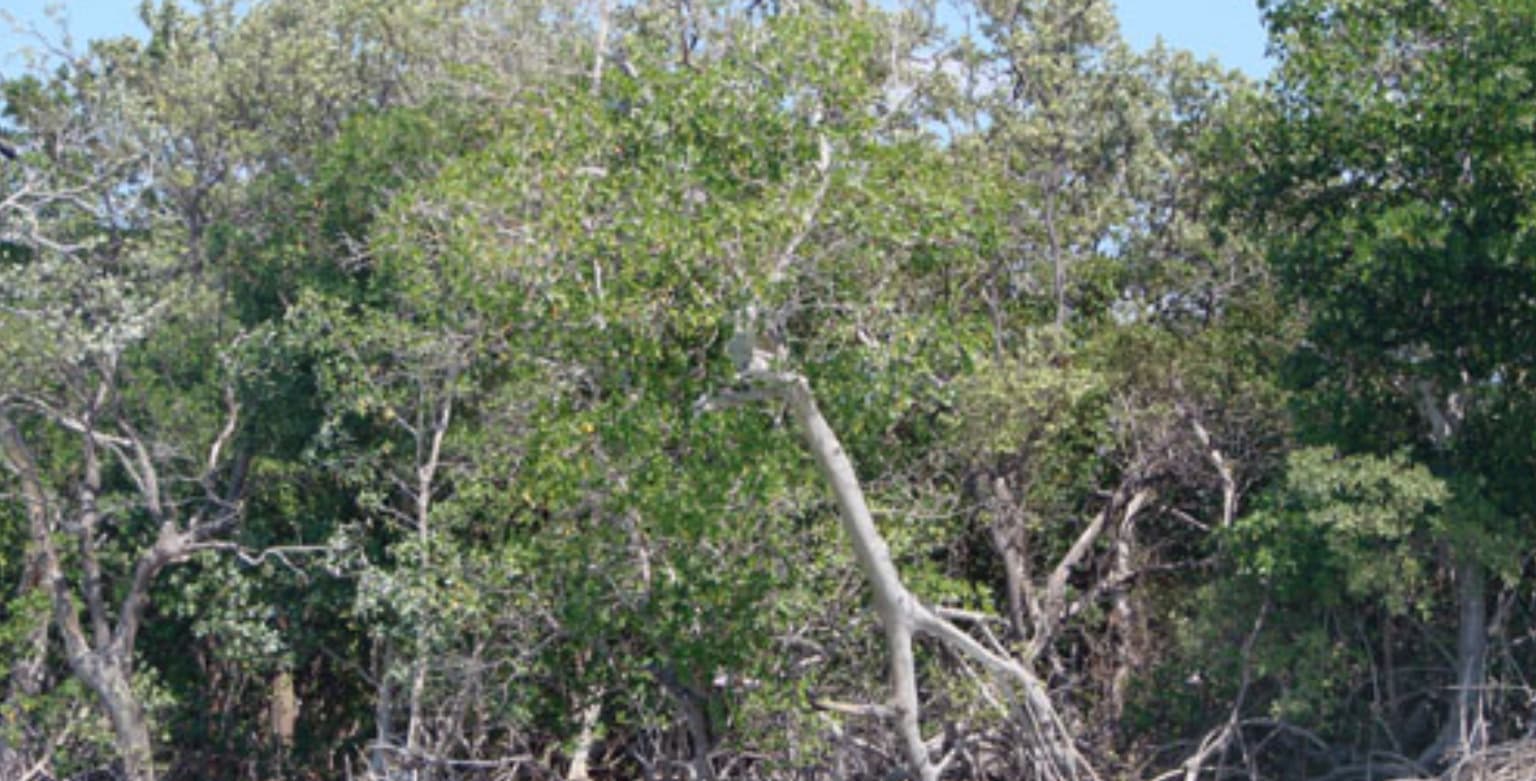 image-0