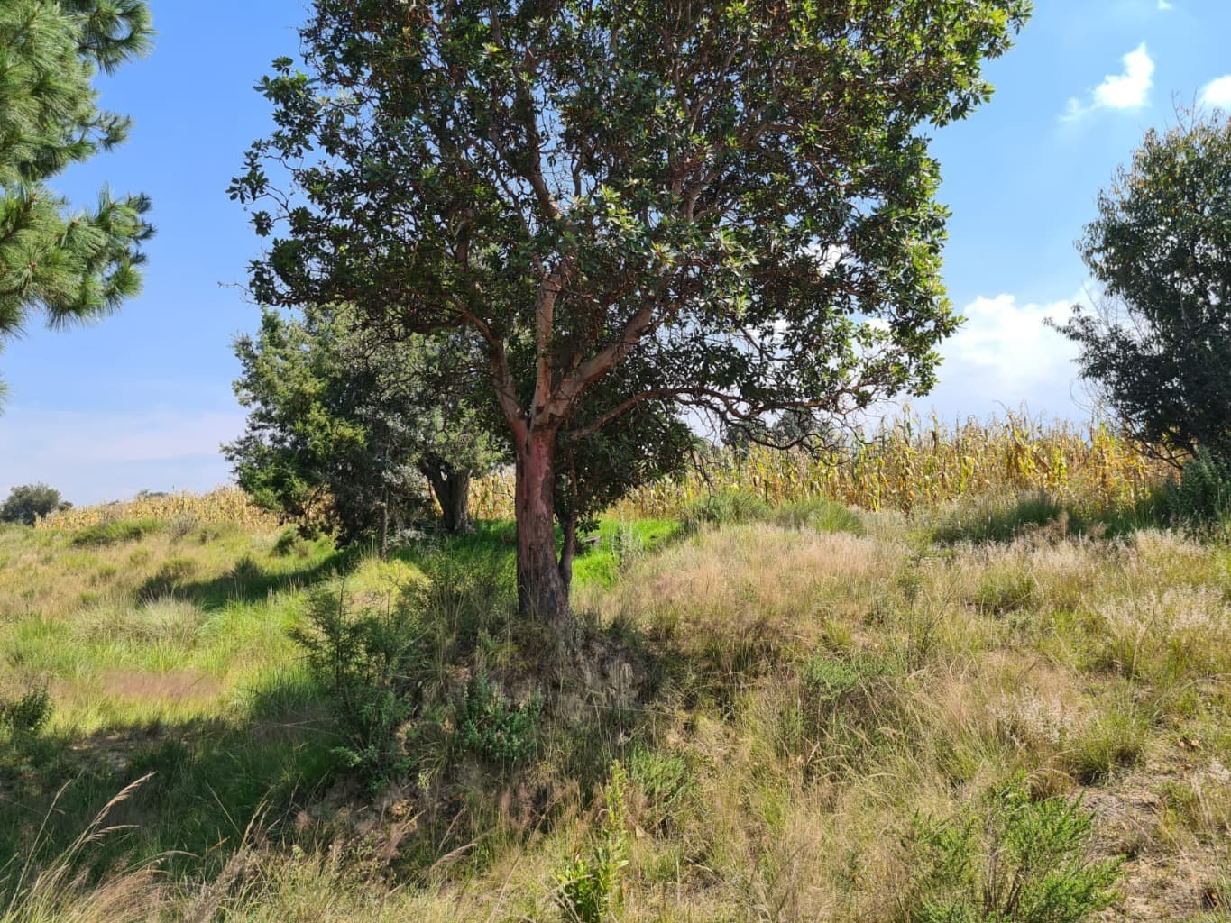 image-18