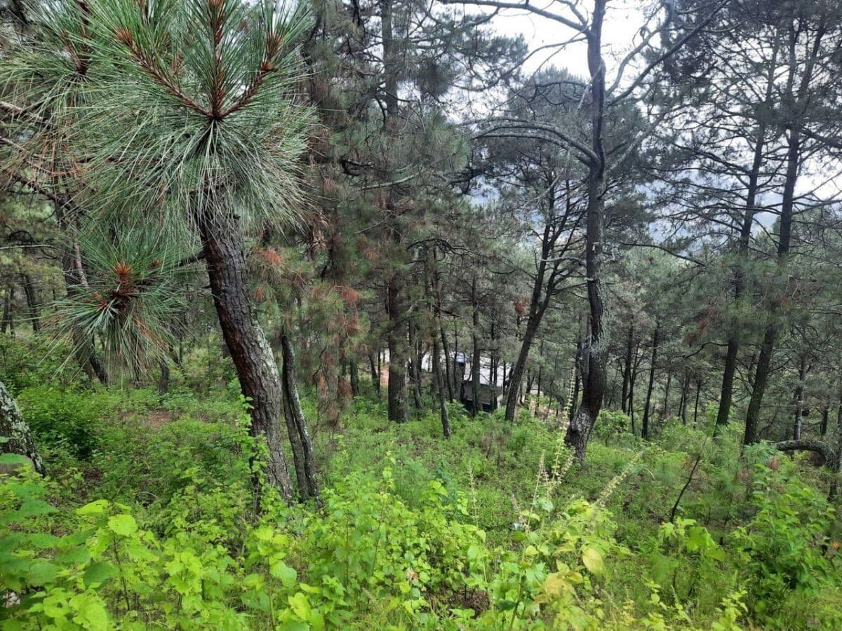 image-0