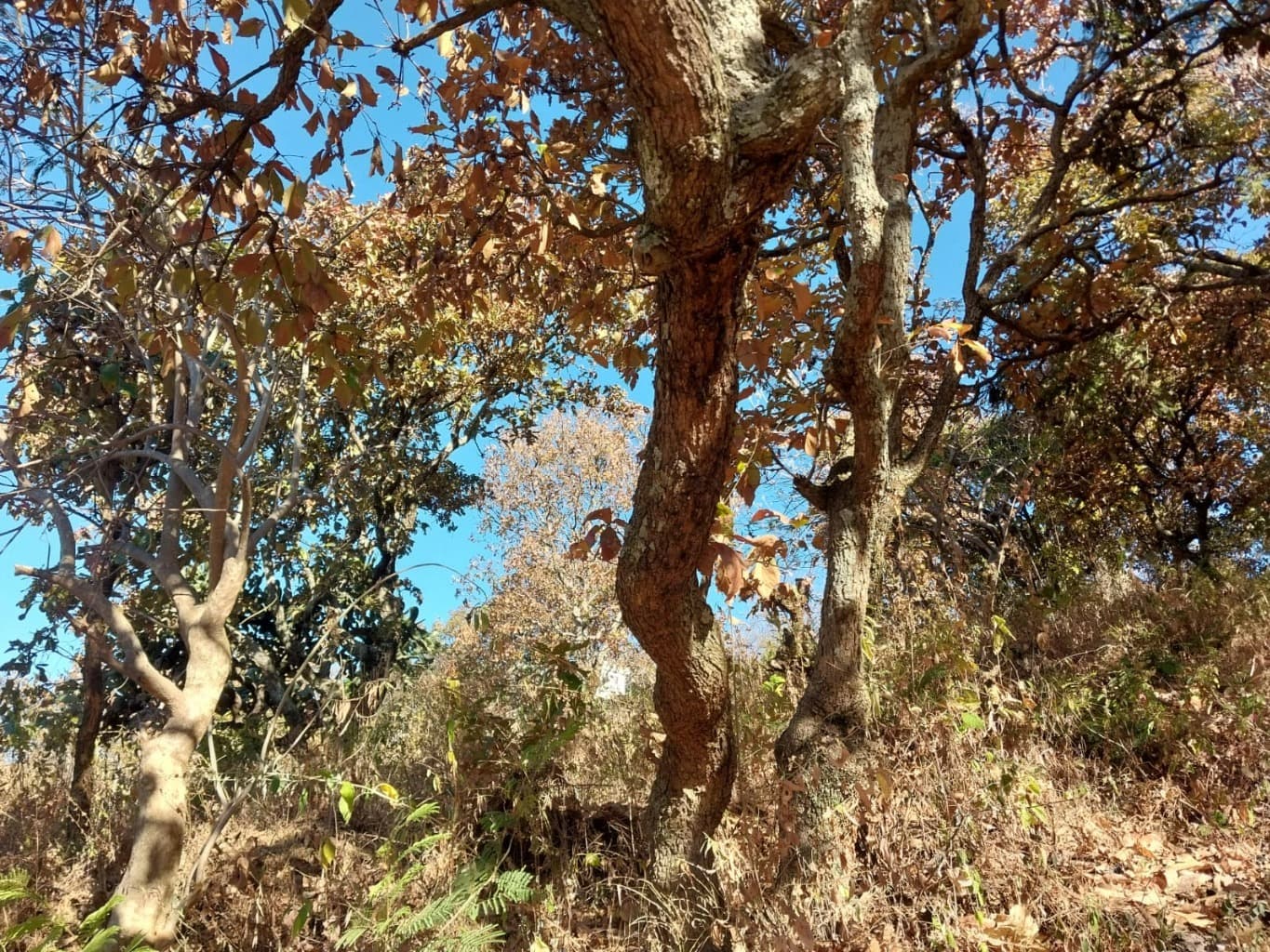 image-5