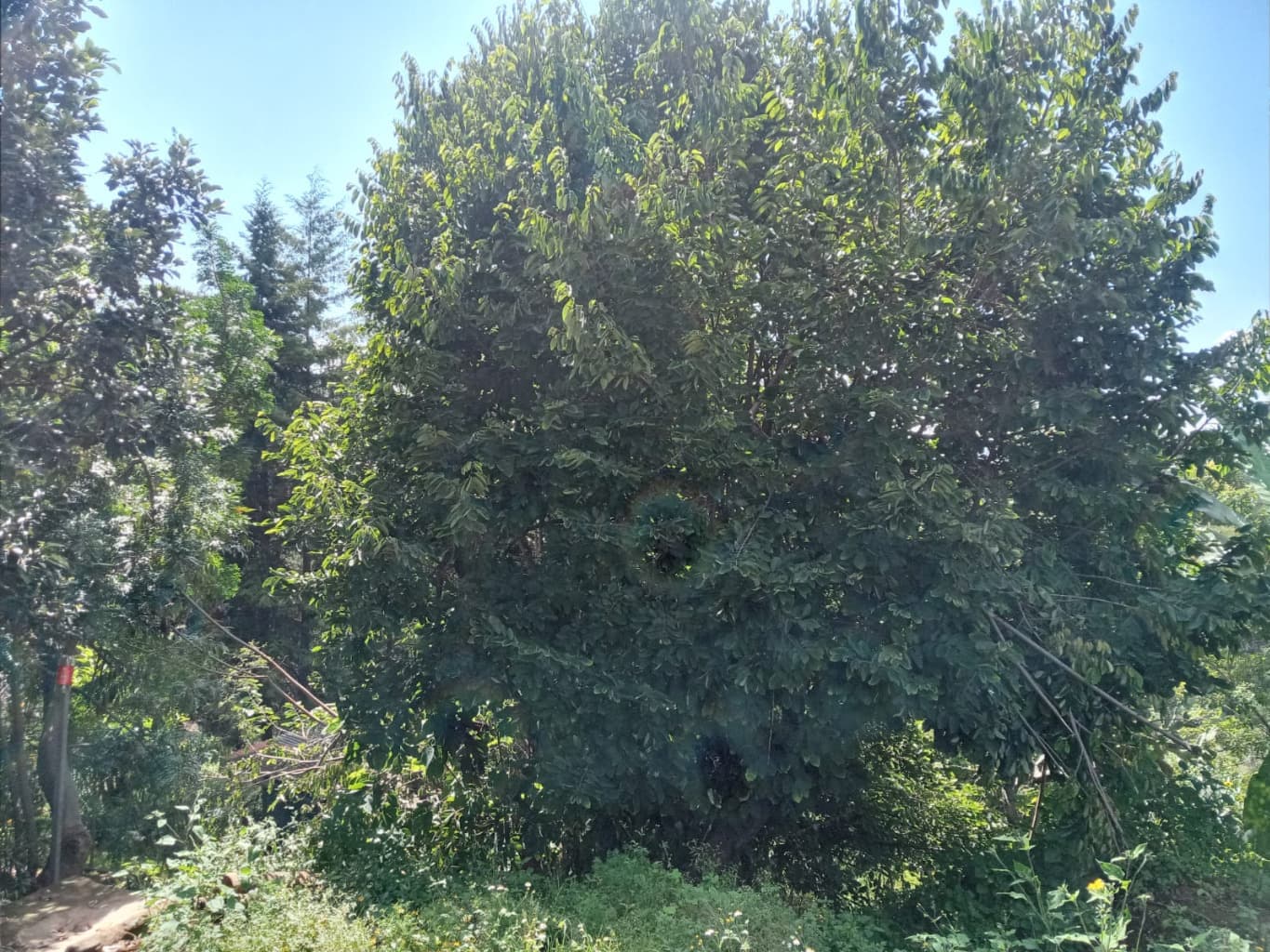 image-7