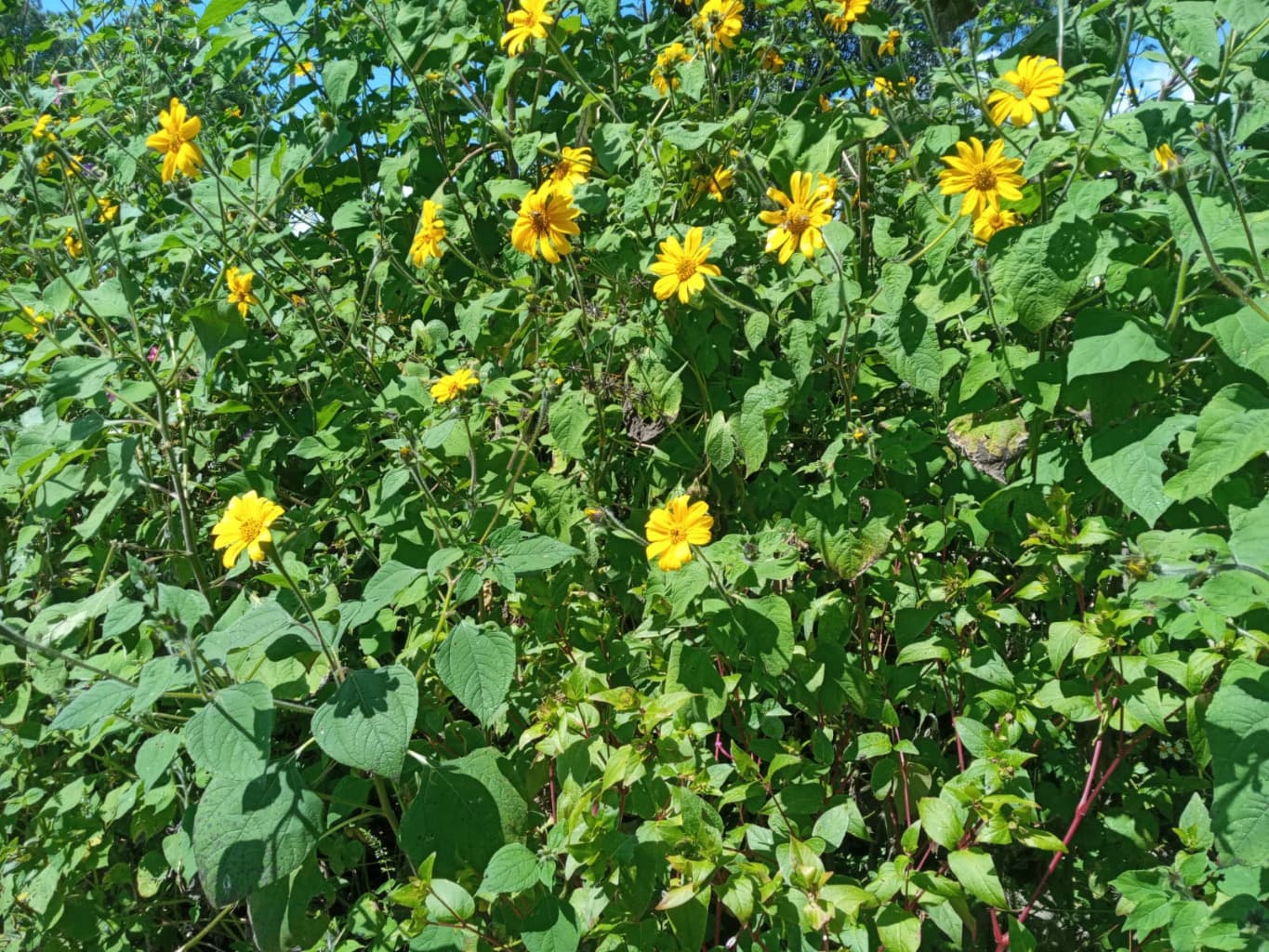 image-11