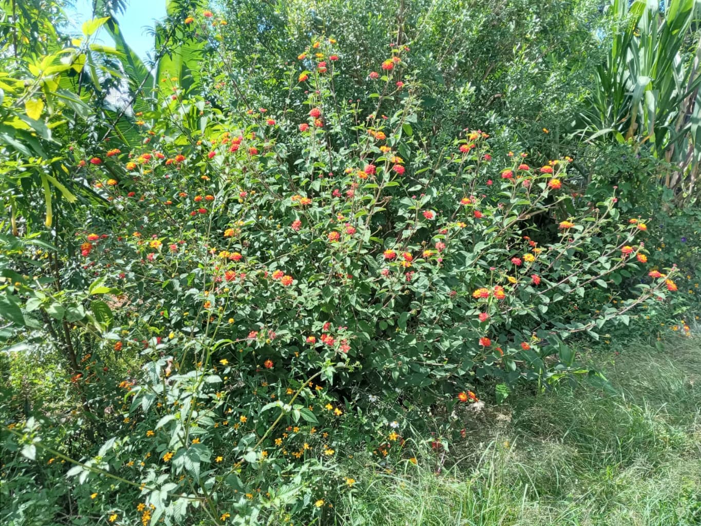 image-2