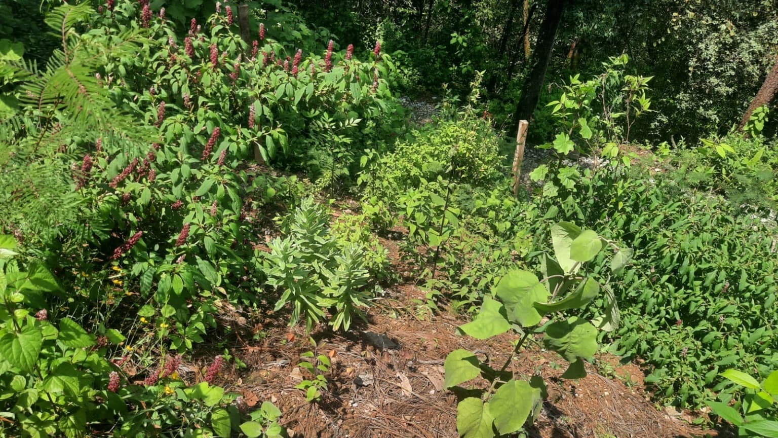 image-7