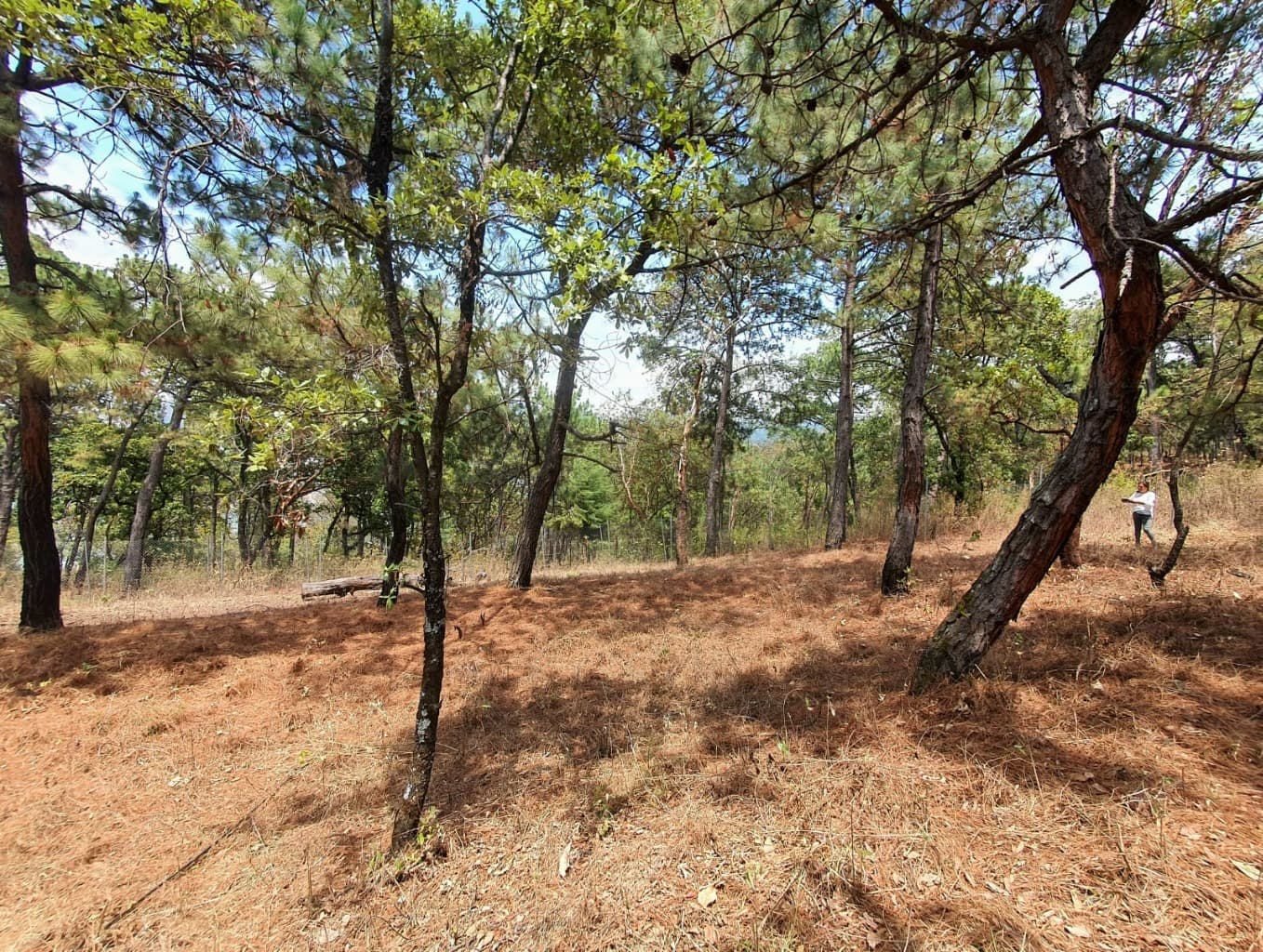 image-6