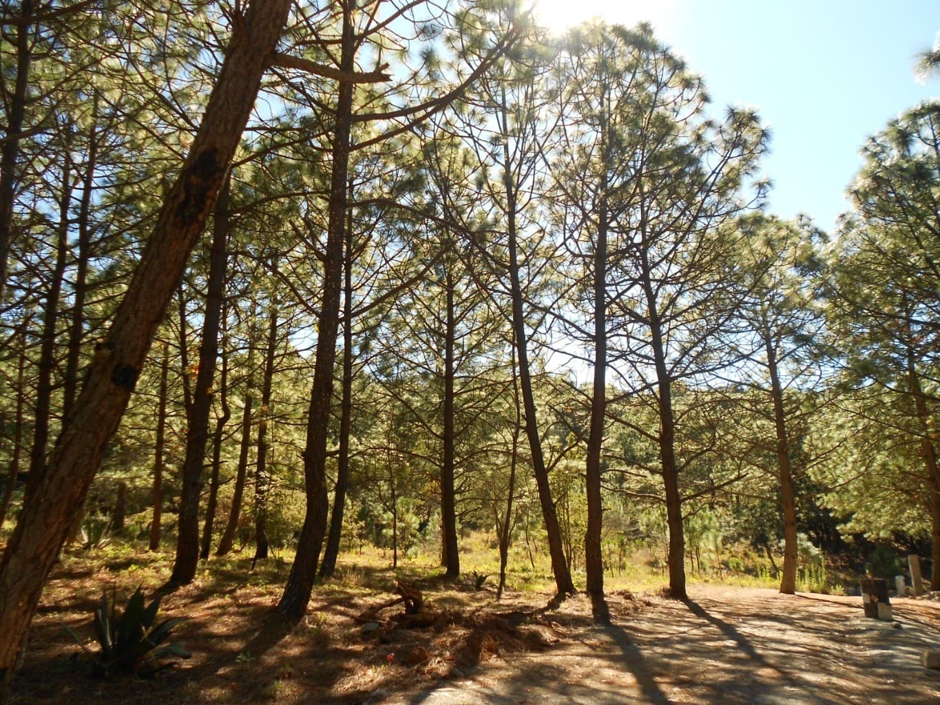 image-4