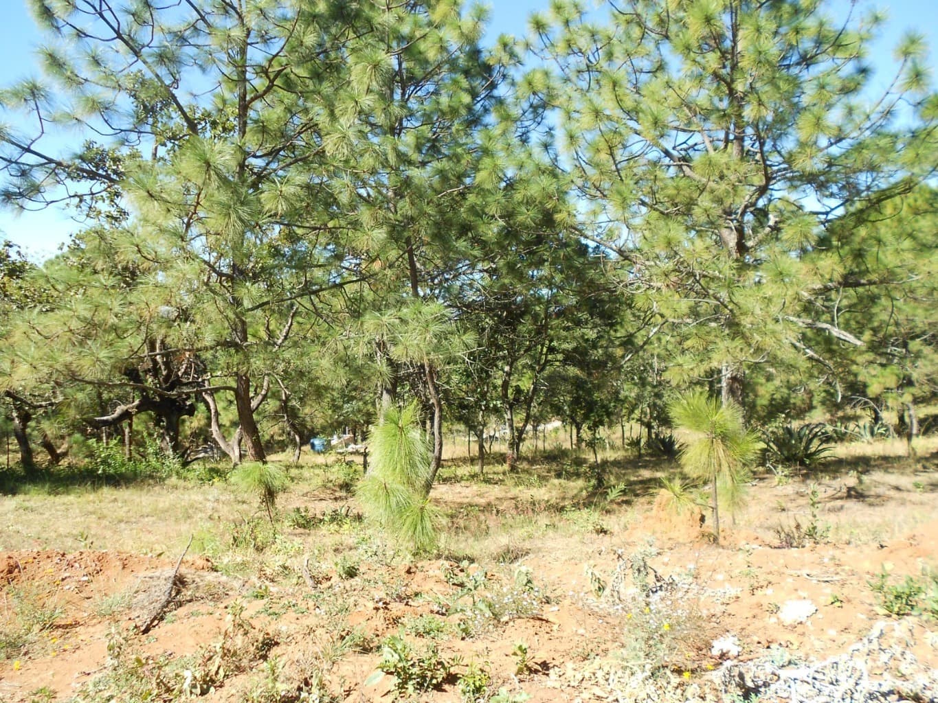 image-15