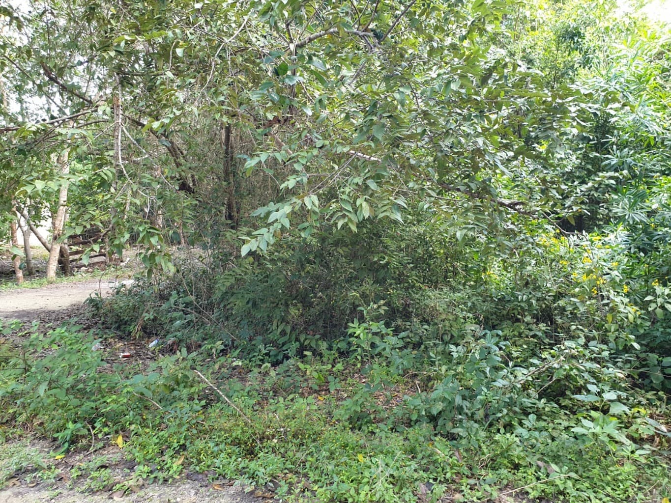 image-2