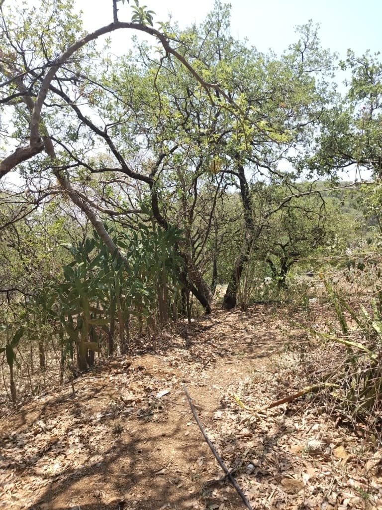 image-0